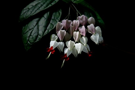 Brokklerodendrum (Clerodendrum thomsonae). Det blödande hjärtat.