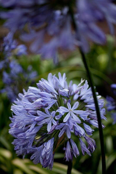 Afrikas blå lilja (Agapanthus sp.)