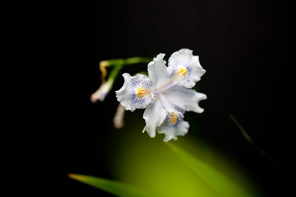 Fransiris, Iris japonica